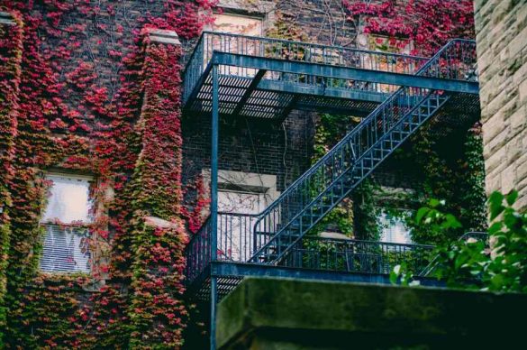 Choisir une plante grimpante à feuillage persistant pour votre jardin