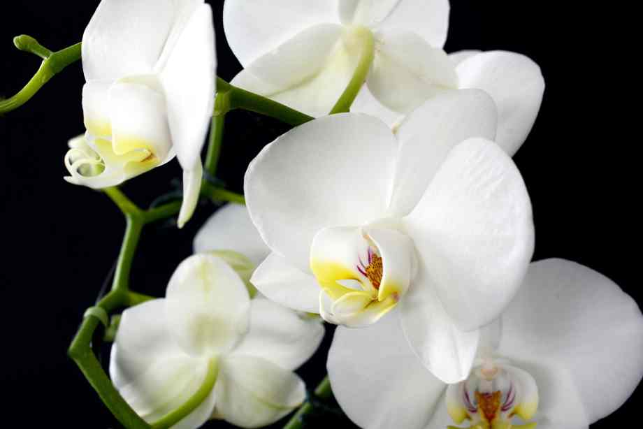 Comment rempoter une orchidée : Techniques et astuces pour un rempotage réussi