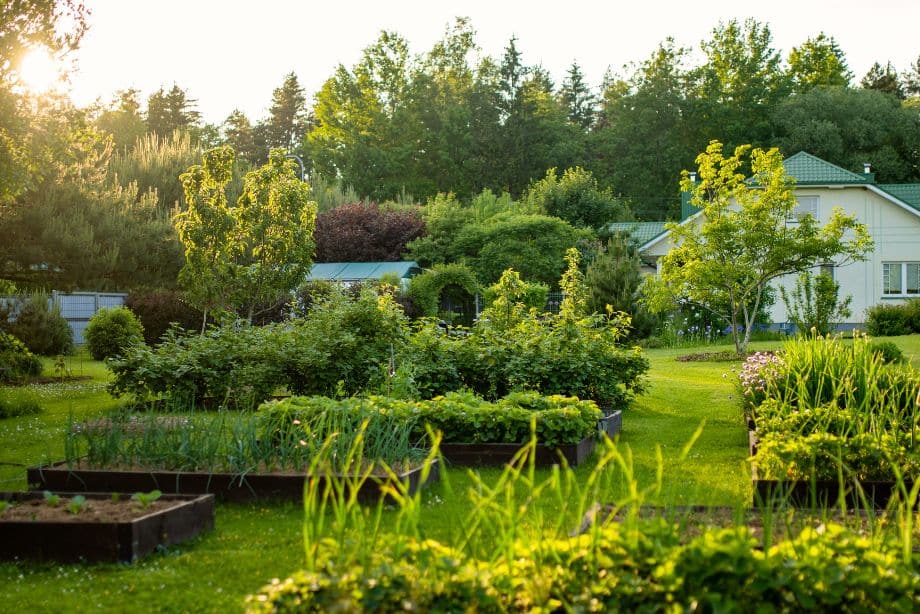 Peut-on jeter l'huile de friture dans le jardin ? 