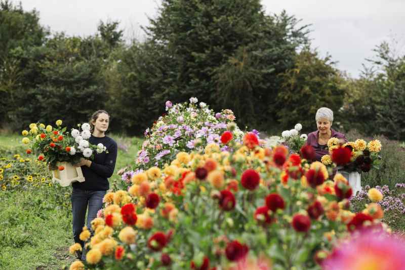 Peut-on laisser les bulbes de dahlias en terre durant l’hiver ?