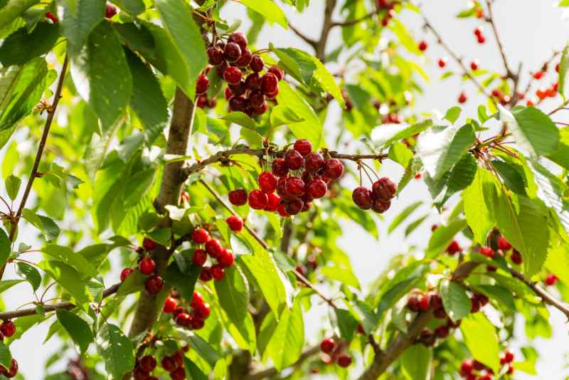 Quand tailler un cerisier trop haut pour le rajeunir sans l’abîmer ?