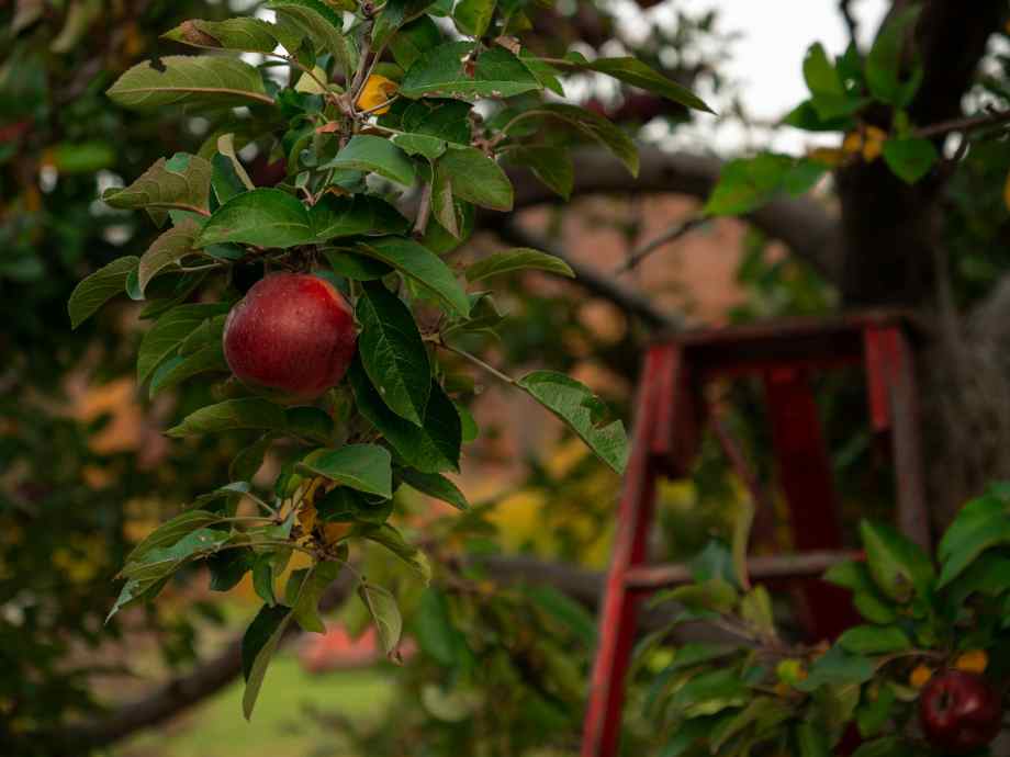 Comment et quand tailler un pommier en espalier : le secret pour une récolte abondante