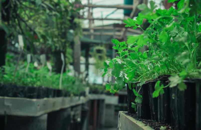 Quand et comment planter le persil pour en avoir toute l’année ?