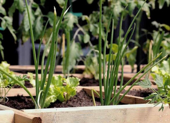 Quand et comment planter des poireaux à repiquer pour une récolte réussie ?-CACE Maison