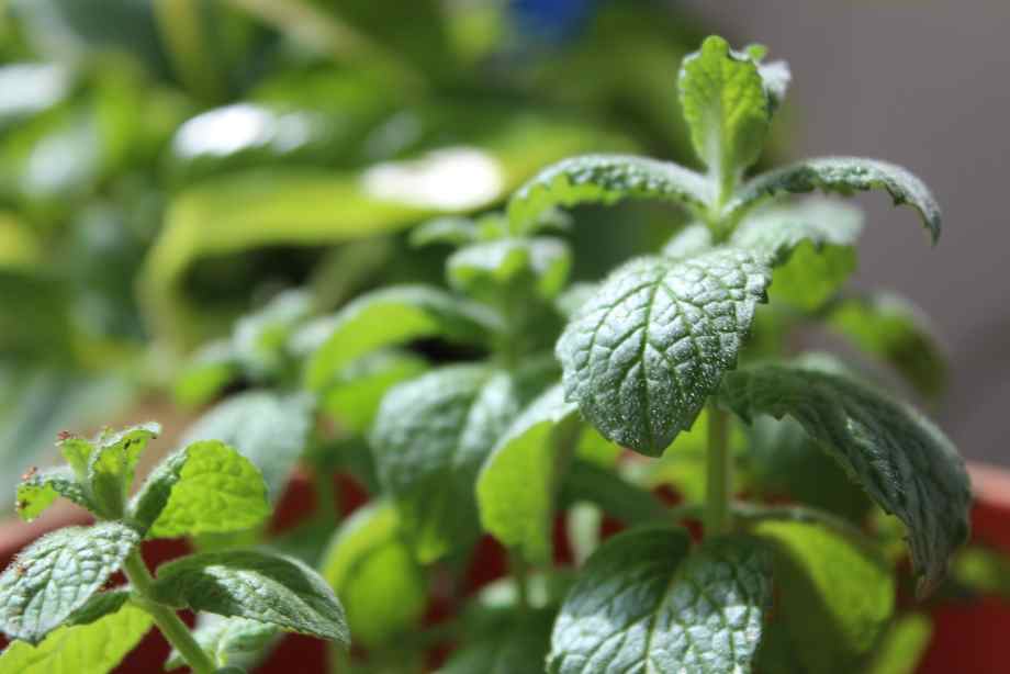 Comment conserver de la menthe fraîche du jardin plus longtemps ?-CACE Maison