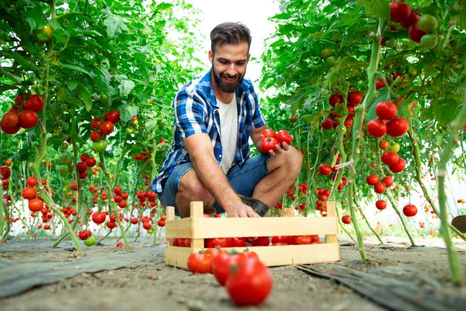 Comment planter des pieds de tomates cerises pour une récolte abondante ?-CACE Maison