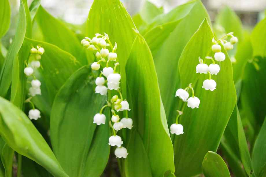 Période idéale pour la plantation du muguet-CACE Maison