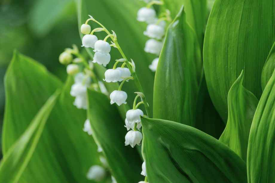 Quand et comment planter le muguet au jardin ?-CACE Maison