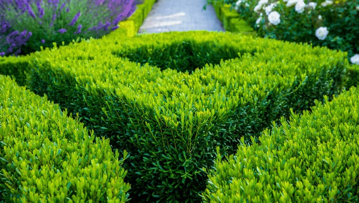 Boxwood in a formal garden