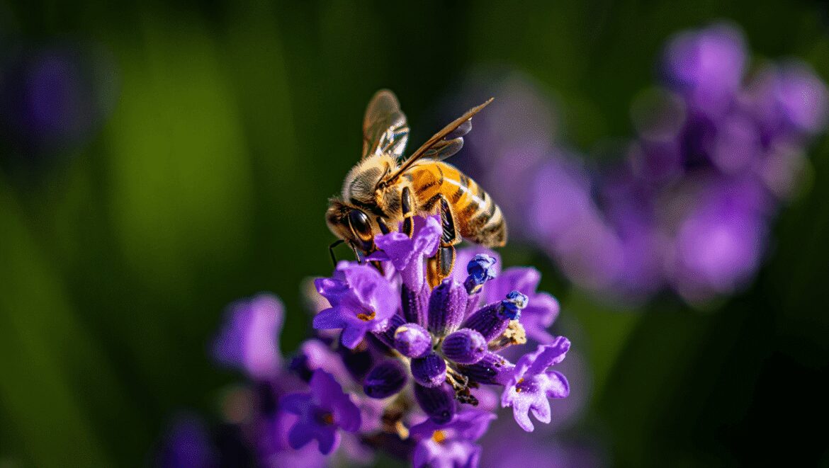 Bees on asters