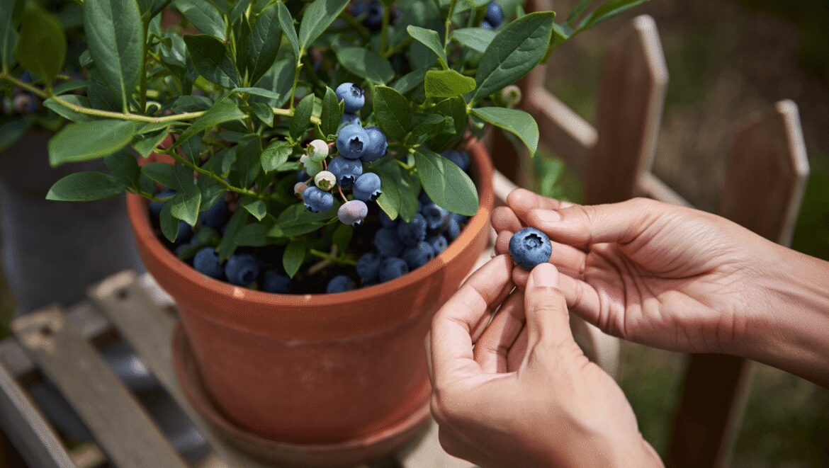 How to get a blueberry bush to fruit