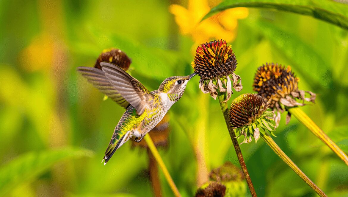 Hummingbird feeding from red flower