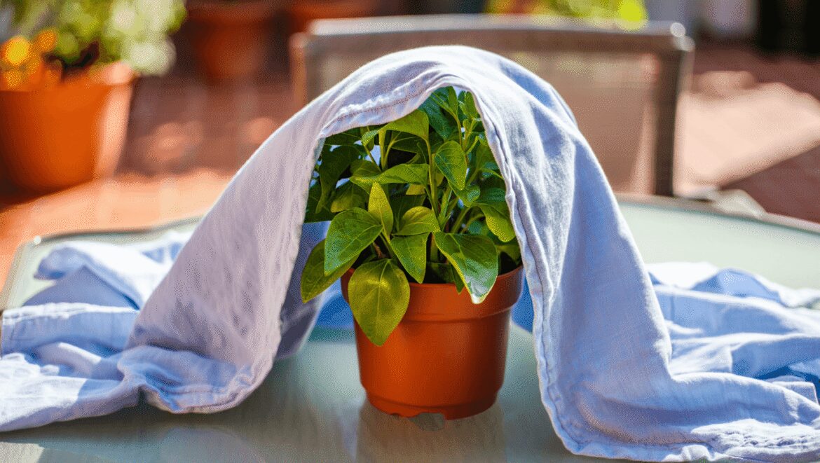 3 façons d'utiliser une vieille housse de couette pour protéger
vos plantes de la canicule
