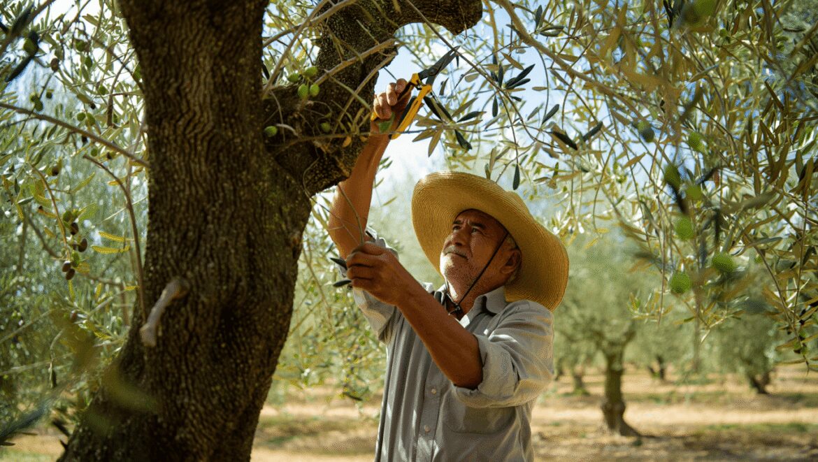 olive tree branches