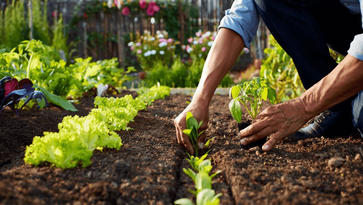 Greenhouse in a vegetable garden