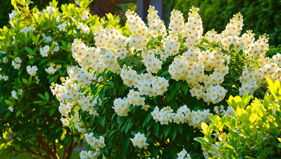Mock orange varieties 