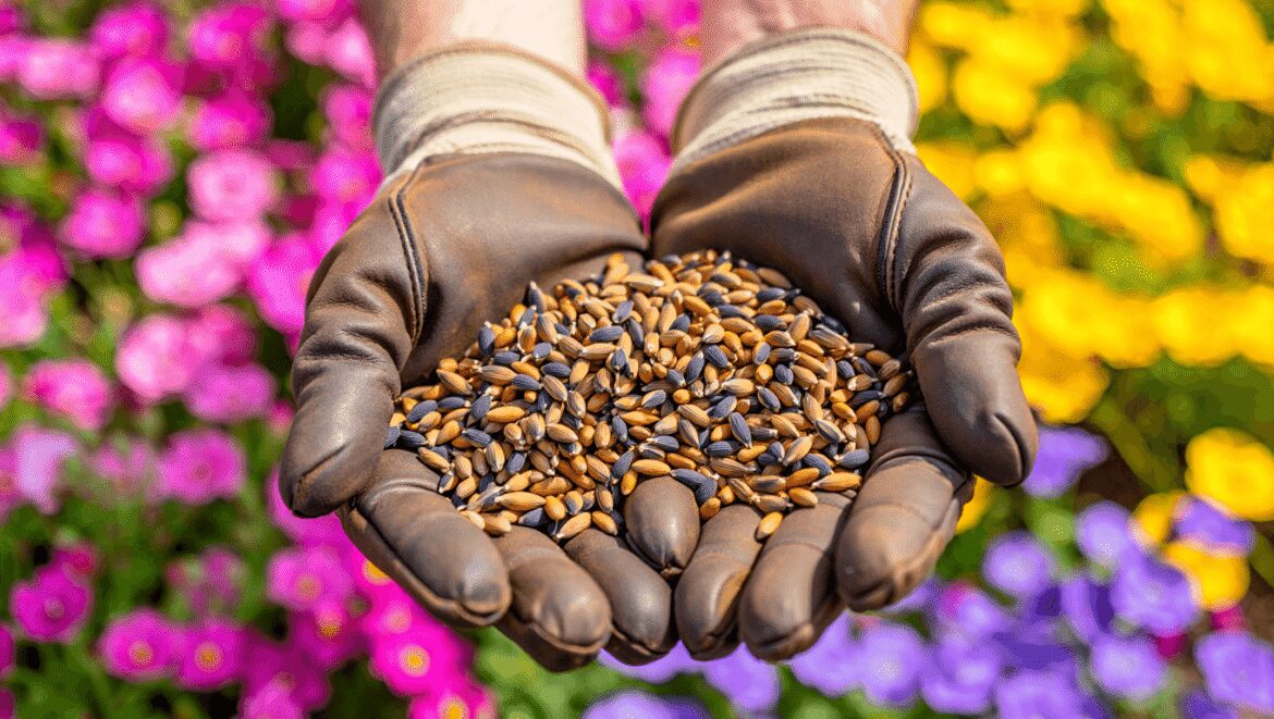 Collect Seeds From These Popular Flowers in July – and Enjoy Beautiful, Free Blooms Next Year
