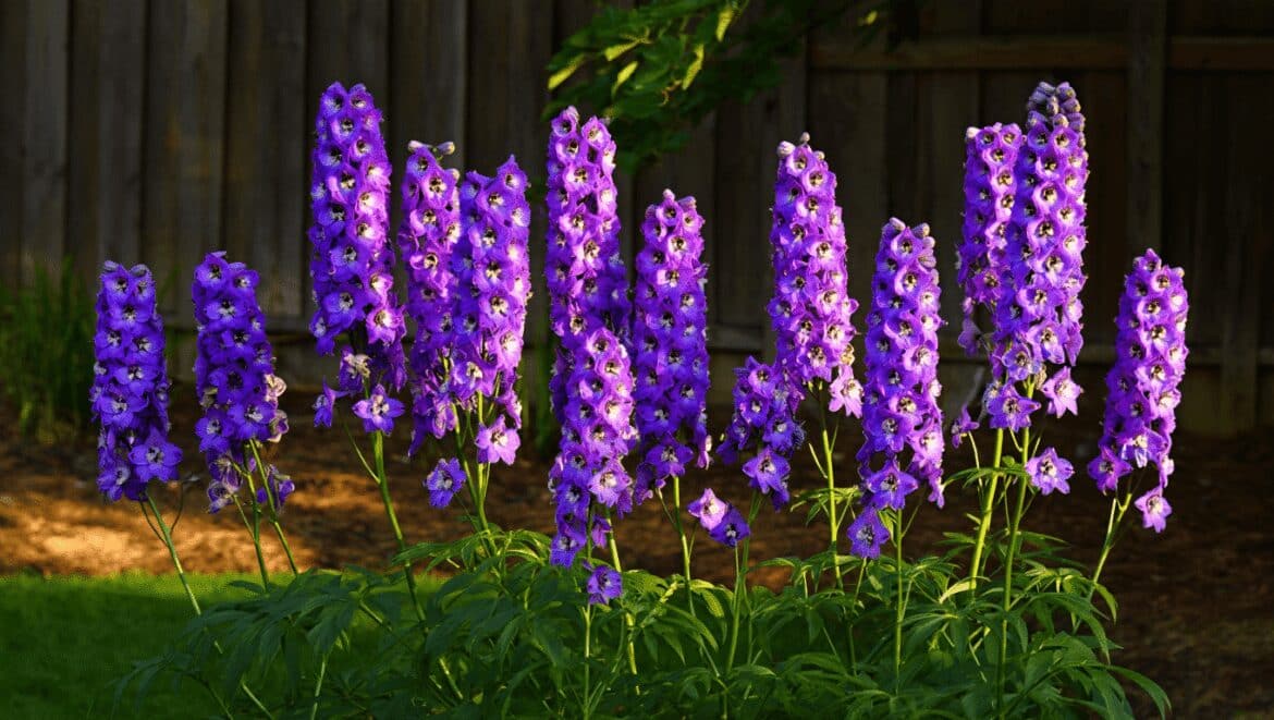 What to Do With Delphiniums in July – 5 Simple Jobs That Keep These Cottage Garden Favorites Flowering for Longer