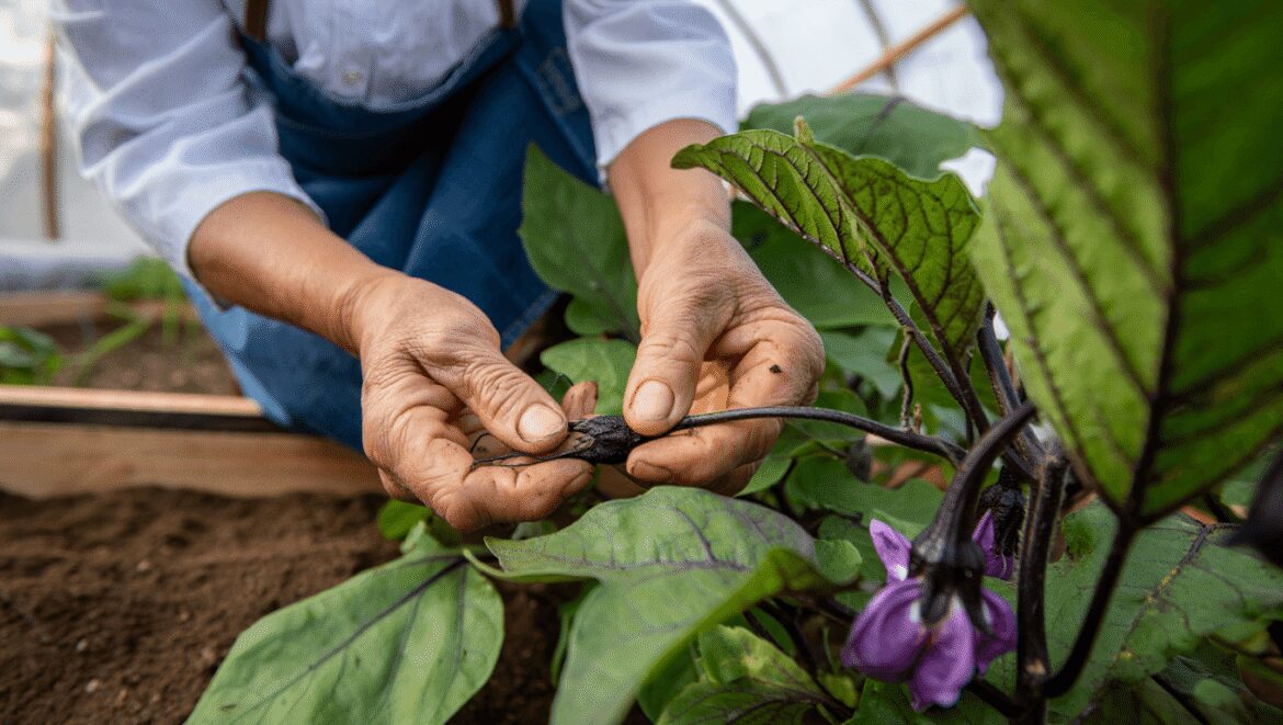 The 30-Second Eggplant Trick That Will Reward You With a Better Harvest This Summer