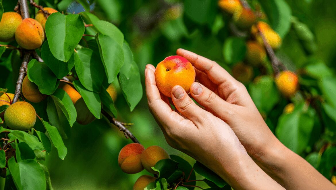 Experts Reveal the Tell-Tale Signs Your Apricots Are Perfectly Ripe and Ready to Pick