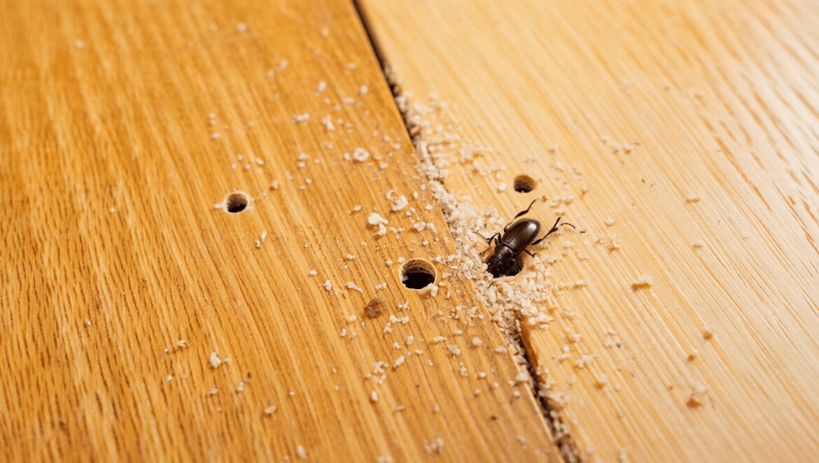 Quels sont les indices qui révèlent qu'un ouvrage en bois est fragilisé par des nuisibles ?
