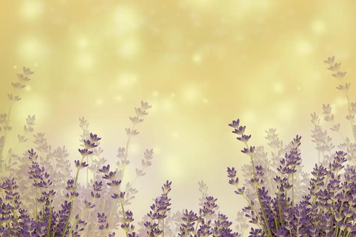 Fleurs de lavande violettes en massif ensoleillé