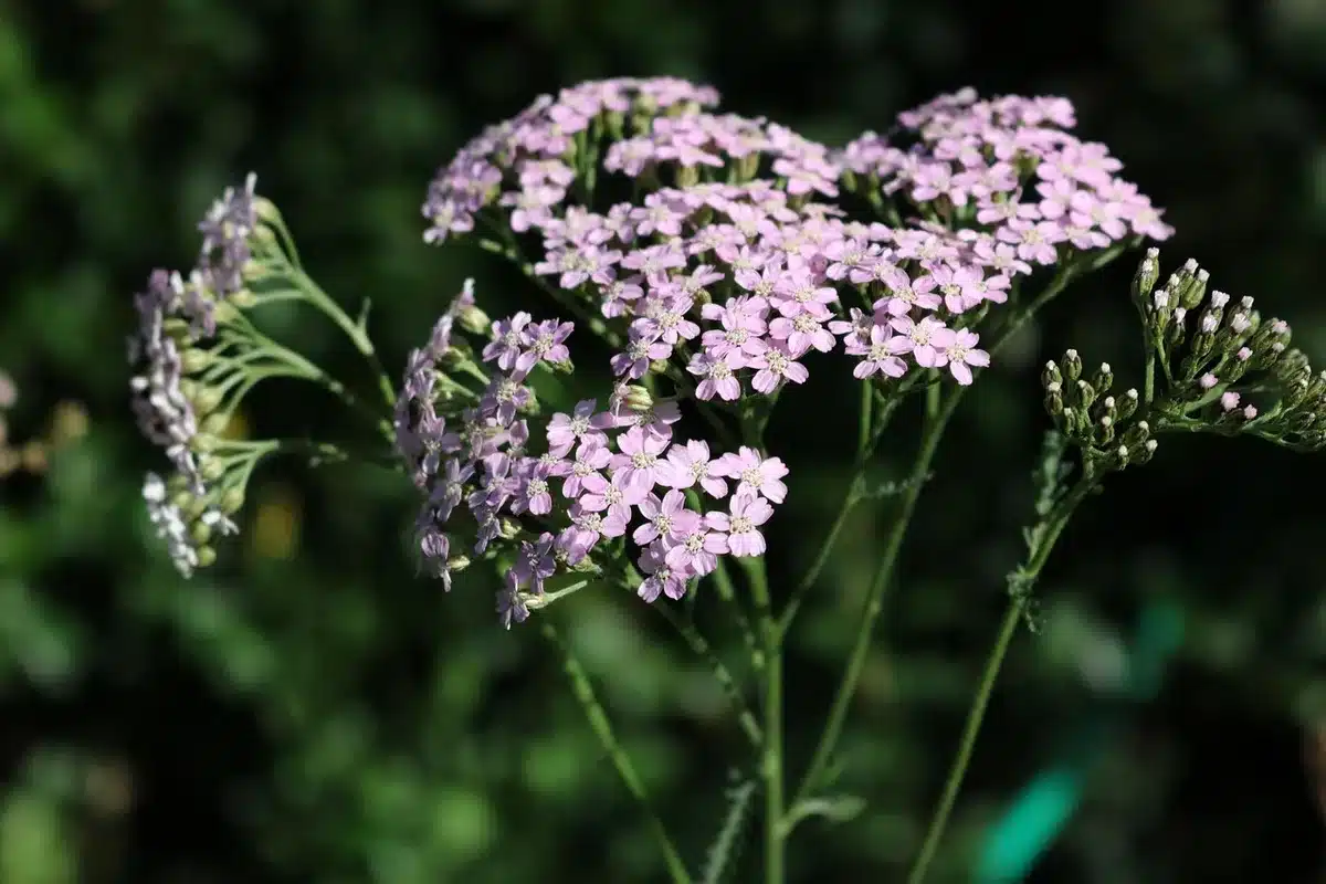 Achillée avec corymbes colorés attirant les insectes pollinisateurs