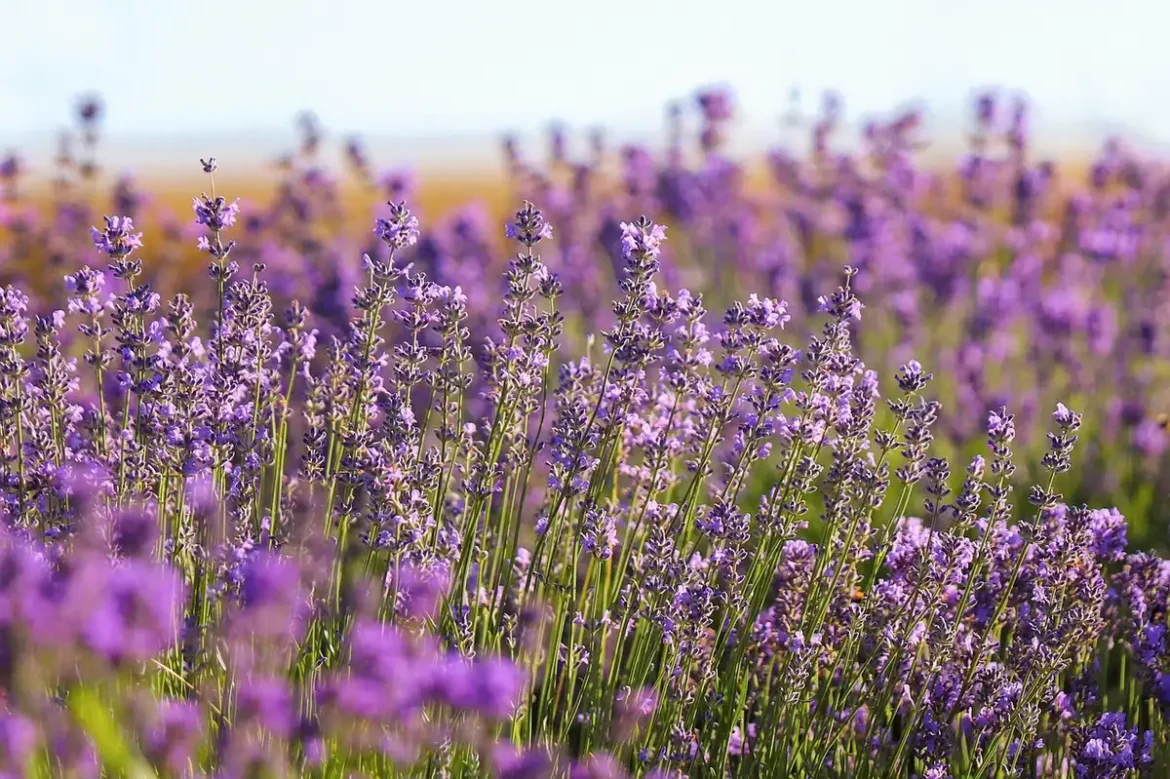 Jardin fleuri avec plantes faciles d'entretien, lavande et feuillages argentés au soleil