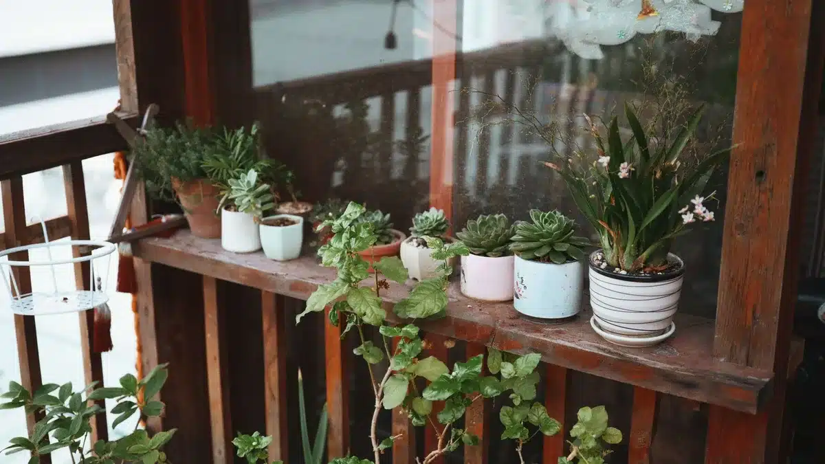 Sélection de plantes variées adaptées aux petits jardins avec feuillages contrastants et ports contenus.