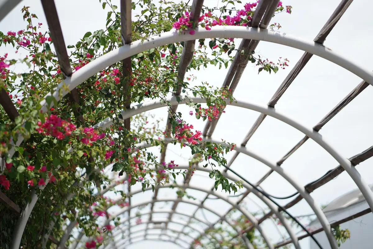 Petit jardin avec treillage vertical et pergola créant de la profondeur et attirant le regard vers le haut.