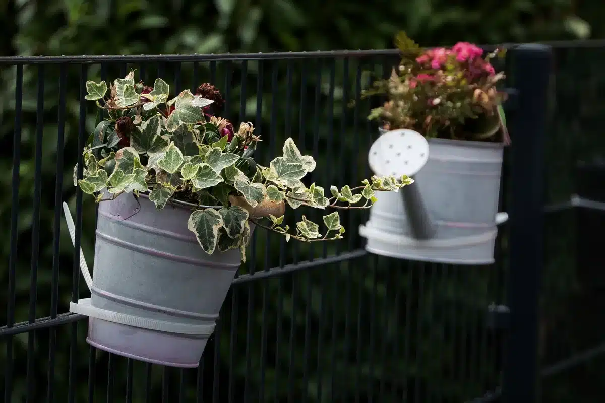 Arrosage profond d'une plante en pot pour favoriser un système racinaire dense