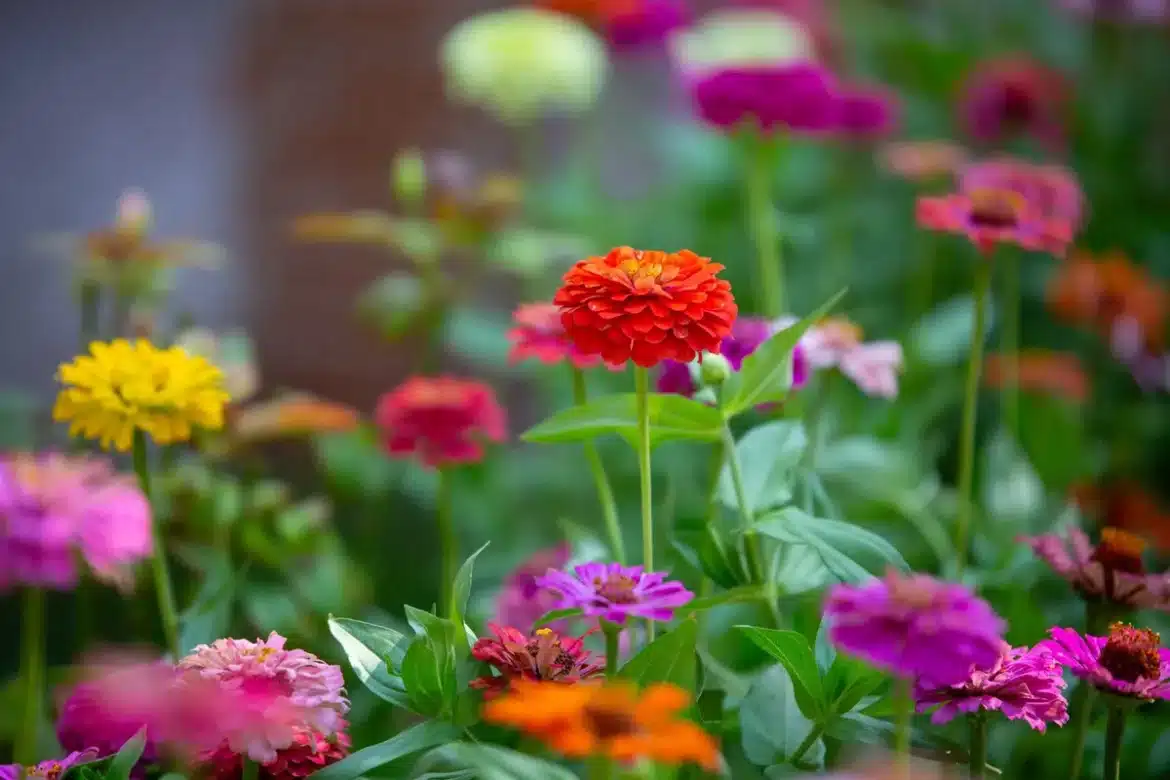 Mains gantées retirant les fleurs fanées d'un zinnia coloré en été