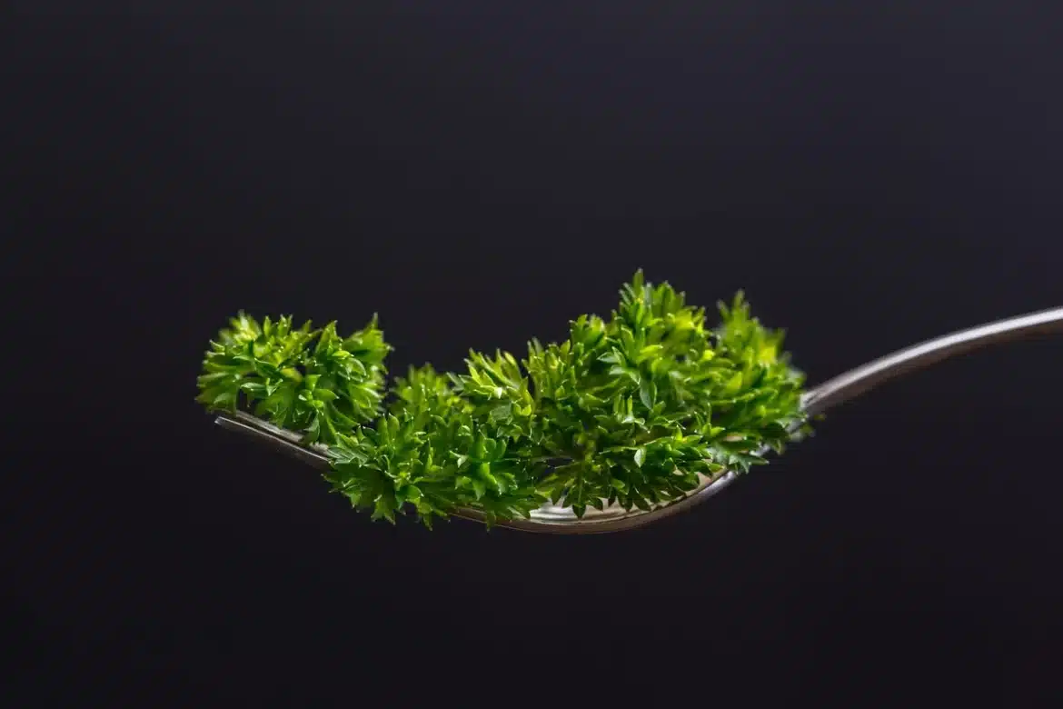 Botte de persil frais avec gouttes d'eau sur feuilles vertes, sur une planche à découper en bois