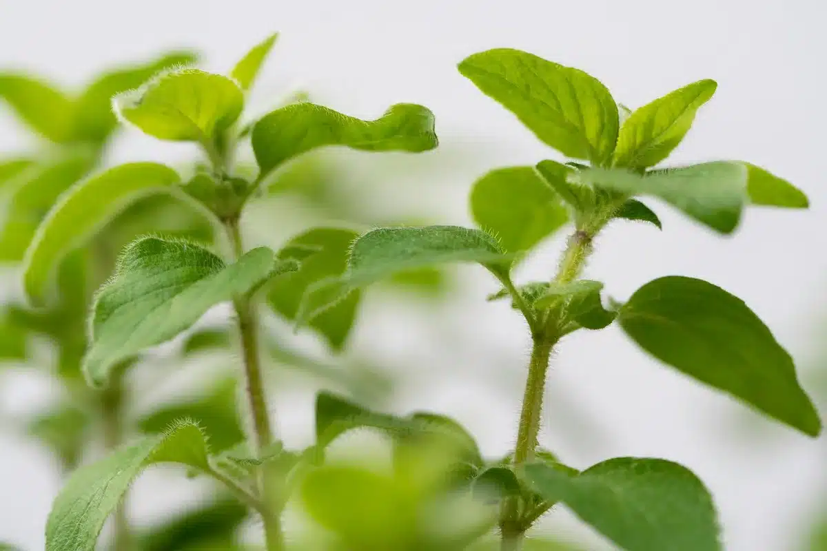 Sélection de plantes aromatiques et retombantes adaptées aux murs végétaux