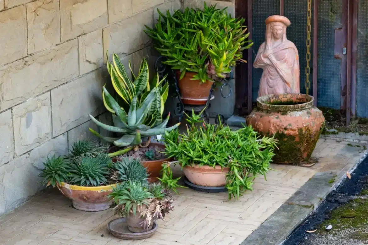 Mur végétal avec pots en terre cuite disposés en rangées ordonnées sur une terrasse ensoleillée