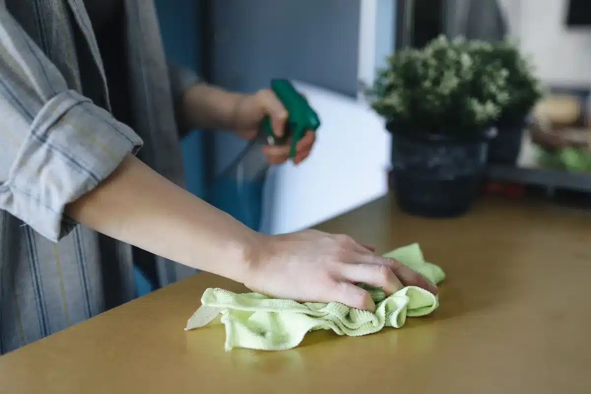 Nettoyage des feuilles d'un figuier avec un chiffon doux pour éliminer la poussière