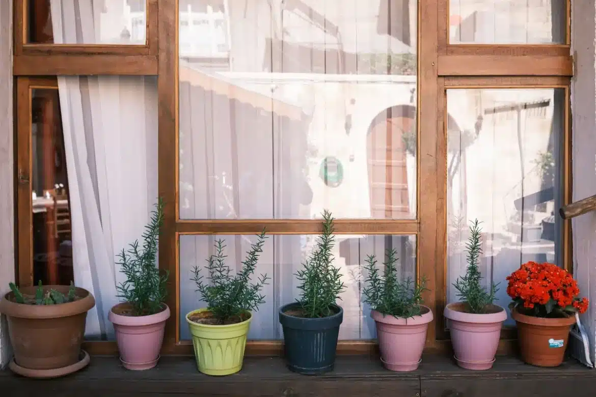 Plantes d'intérieur sur un rebord de fenêtre avec lumière indirecte et plateau d'eau pour l'humidité