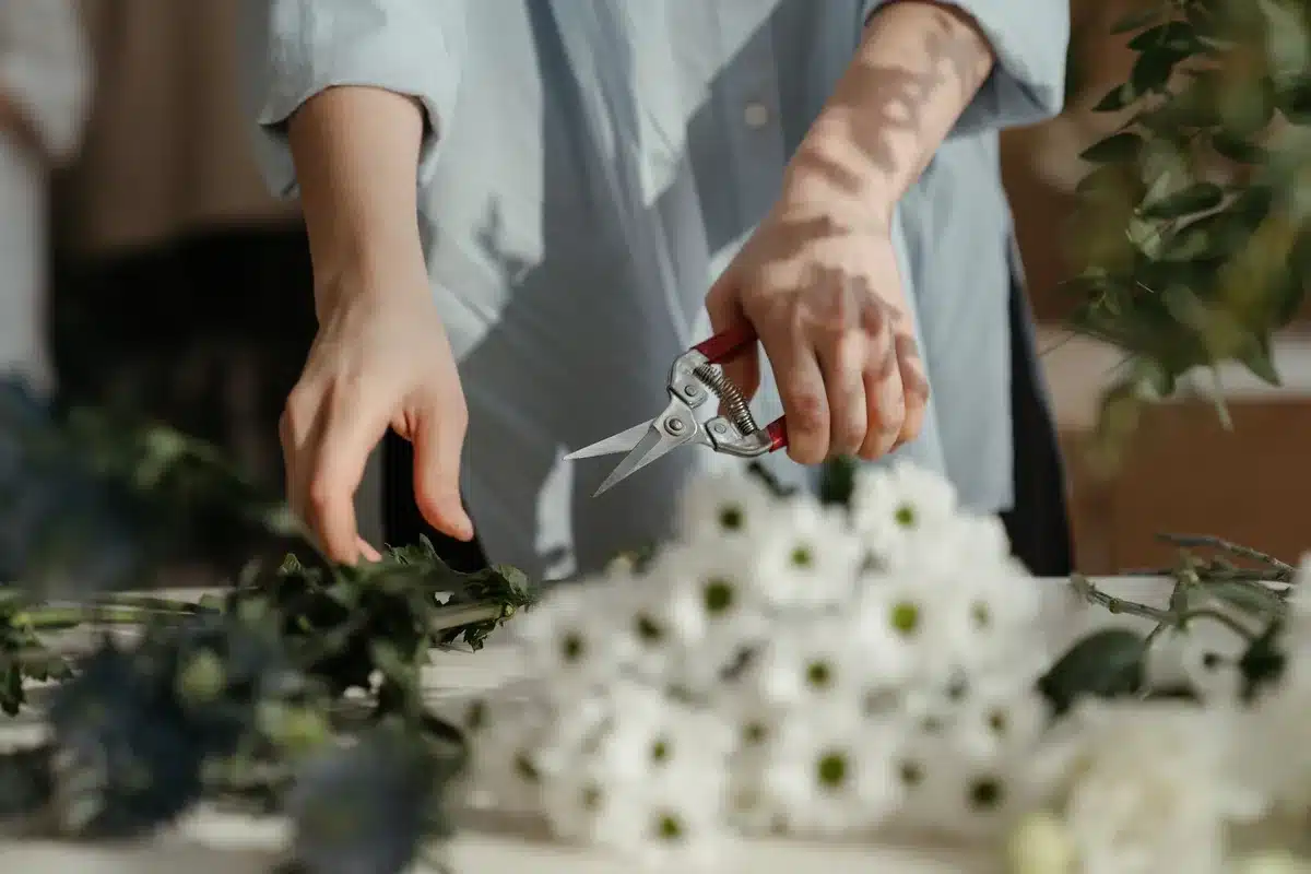 Suppression des fleurs fanées avec un sécateur propre pour encourager la floraison
