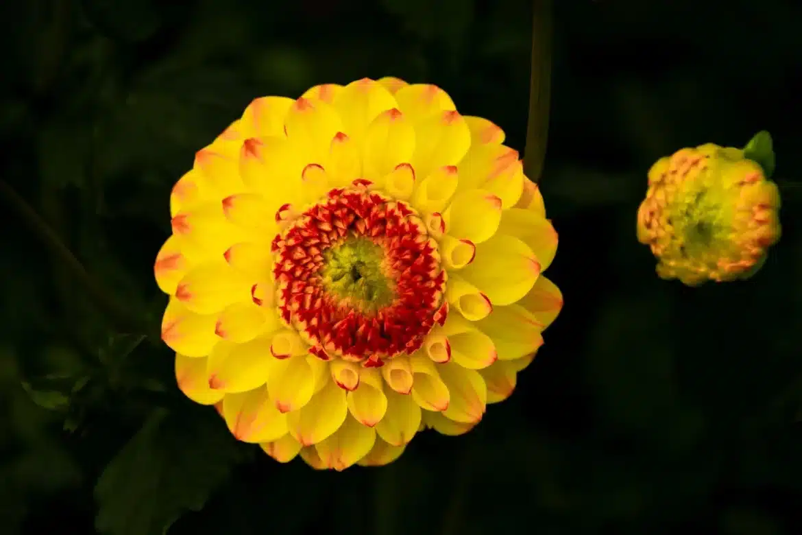 Mains d'un jardinier supprimant les fleurs fanées d'une plante dans un jardin ensoleillé en été