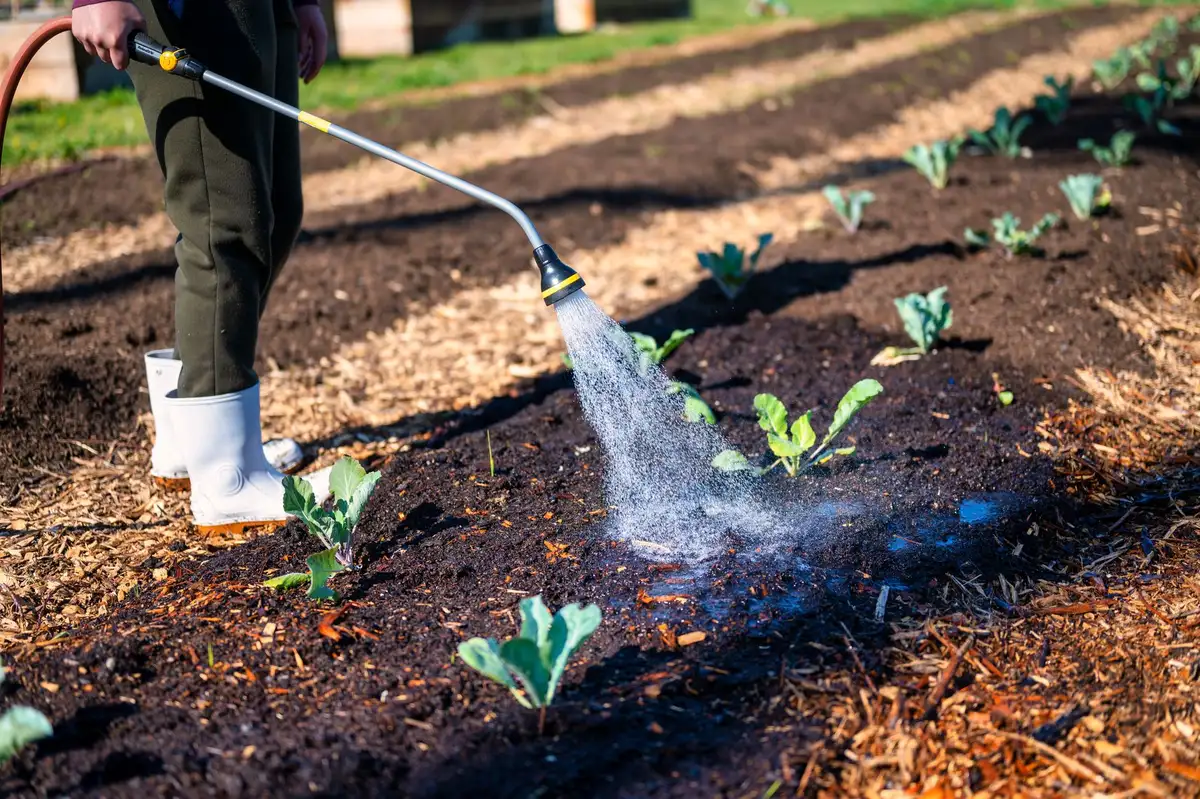 Arrosage profond du sol au pied des plantes en fin d'été