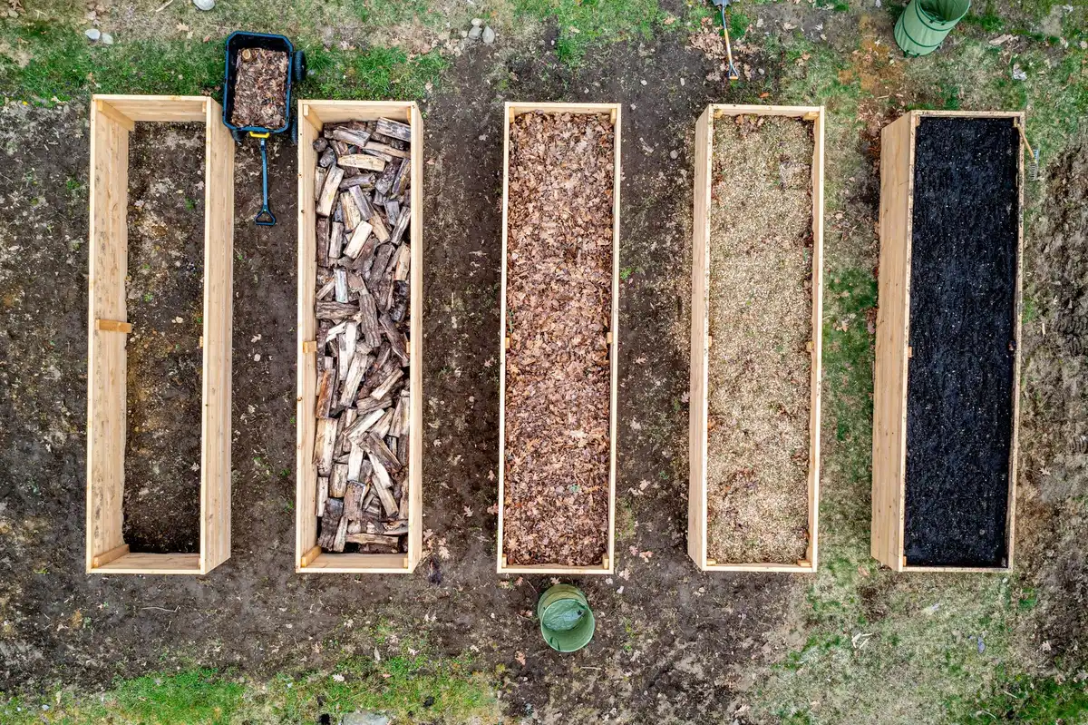 Paillage épais appliqué autour des pieds de plantes de jardin