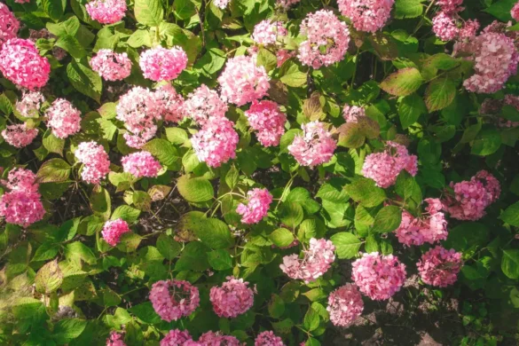 Hortensias fanés après la canicule estivale avec arrosoir et paillage au sol