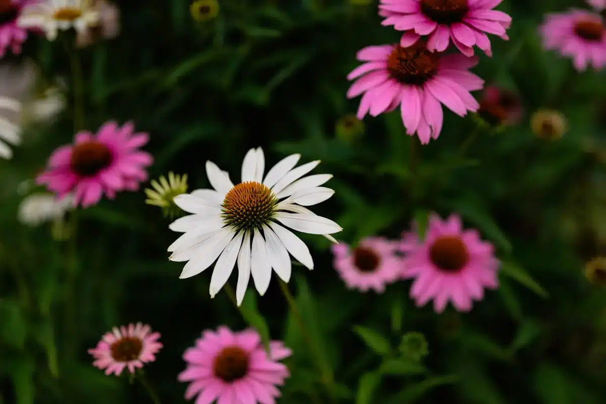 Echinacea, Sedum et autres vivaces rustiques en pleine floraison estivale.