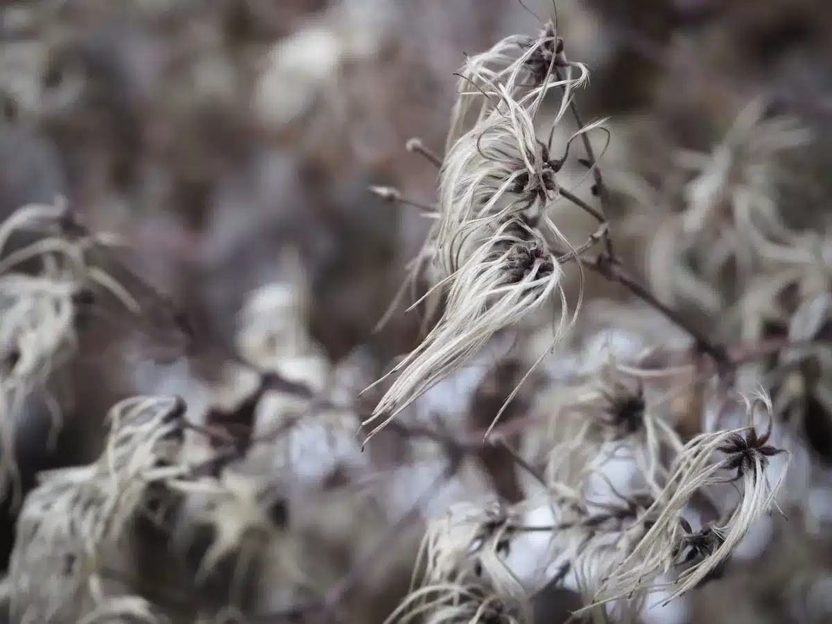 Tiges et capsules sèches de fleurs conservées pour l'intérêt hivernal du jardin.