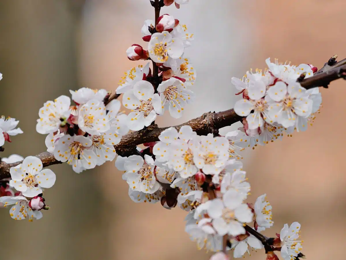 Tableau comparatif des ratios NPK pour la floraison et la fructification en août