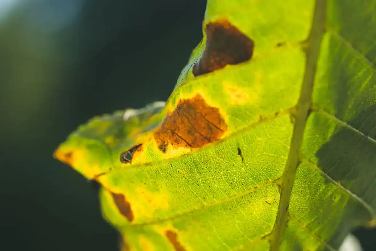 Feuilles de plante présentant des brûlures d'engrais : jaunissement et brunissement des bords