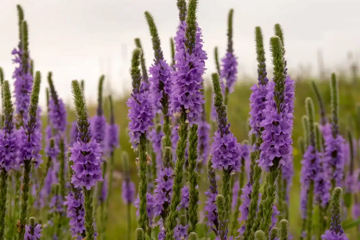 Mains plantant des fleurs indigènes dans un parterre de vivaces au soleil, avec des abeilles et des têtes florales visib