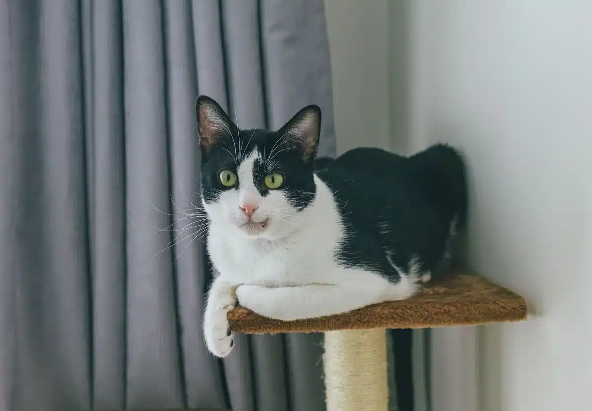 Arbre à chat moderne avec perchoirs et grattoirs intégrés dans une pièce design