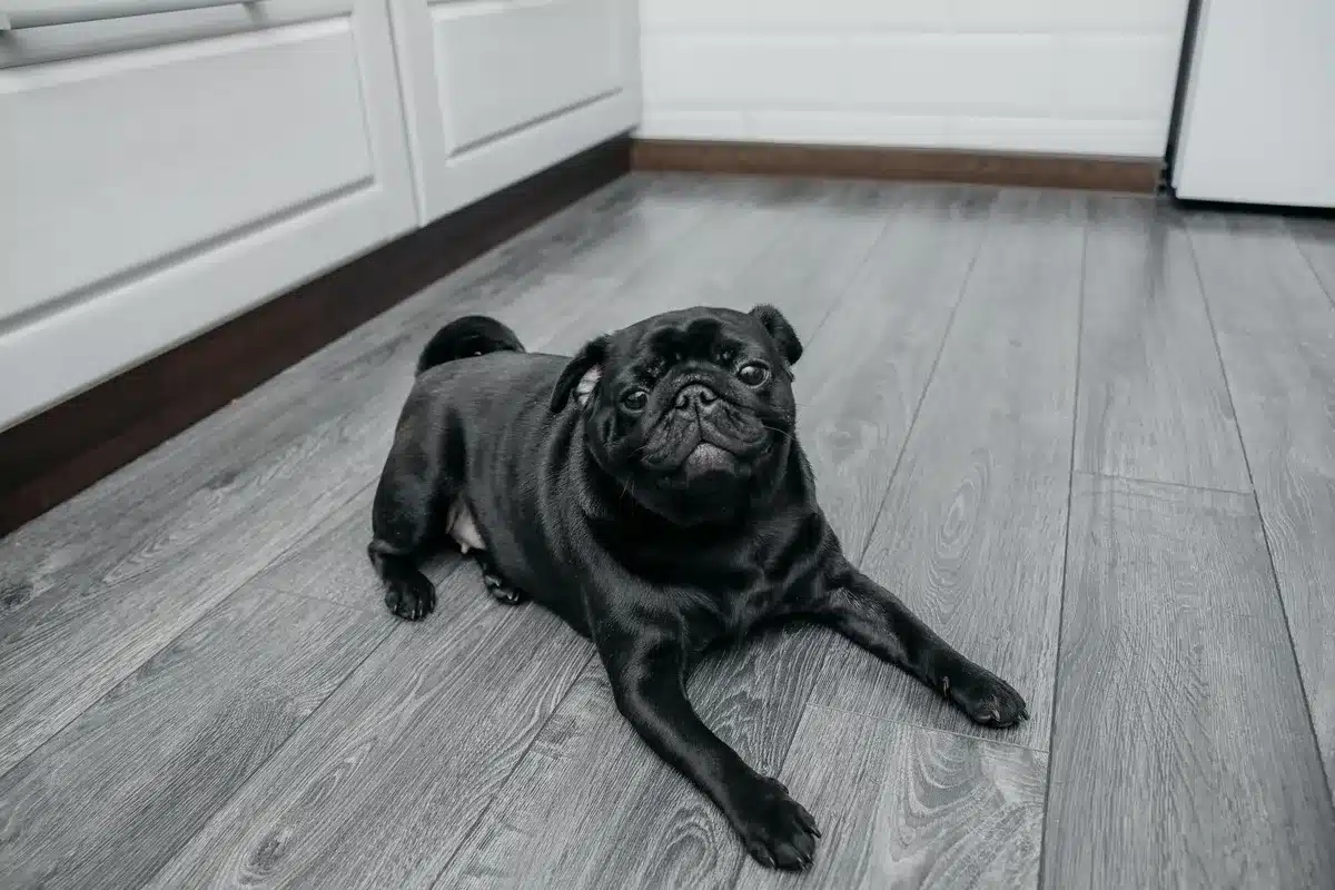 Sol de chambre pour animaux avec carrelage antidérapant facile à nettoyer