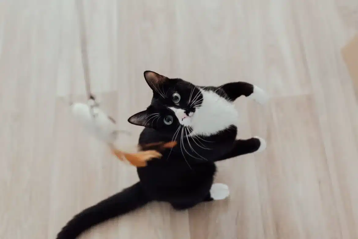 Chat jouant avec sa queue en mouvement dans un intérieur neutre